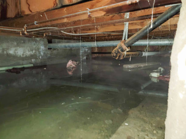 Best Basement water damage restoration  in Red Lake, AZ