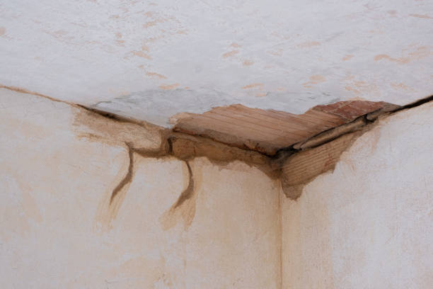 Best Professional water damage repair  in Red Lake, AZ